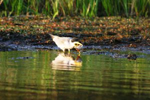 Brazilian wetlands – The Pantanal (Pousada Mutum)